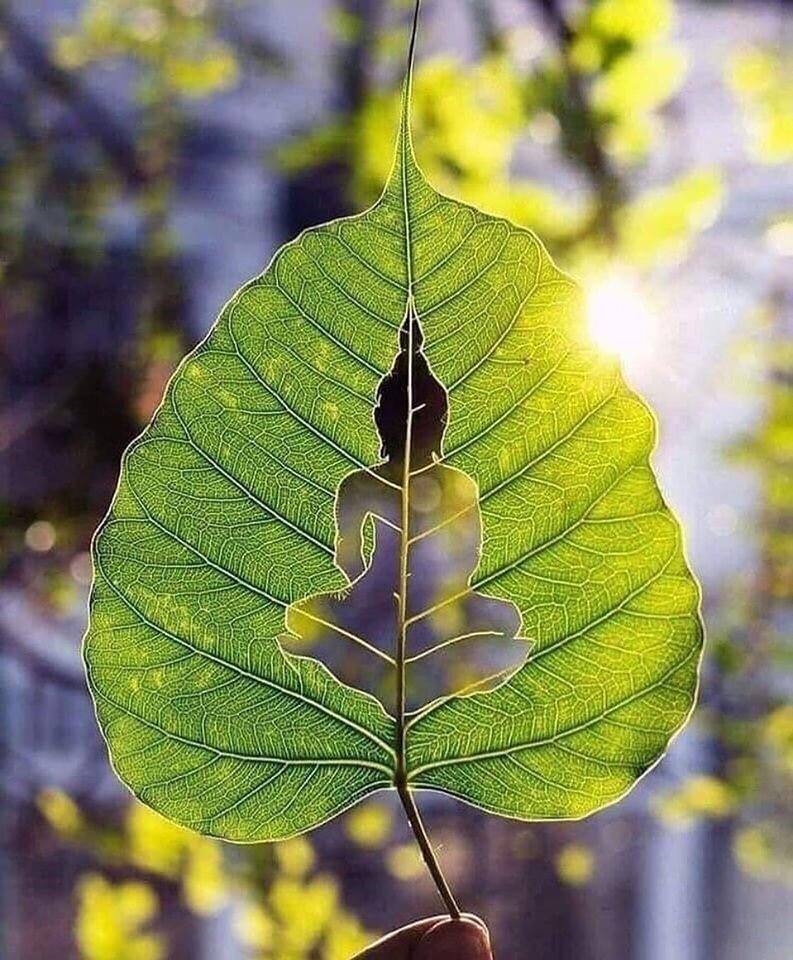 Leaf with buddha on it